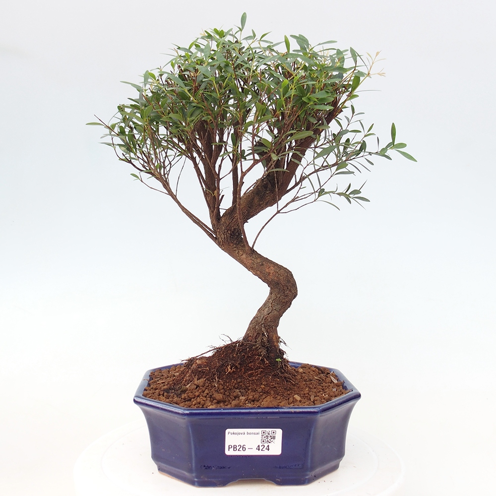 Room bonsai - Syzygium - Pimento