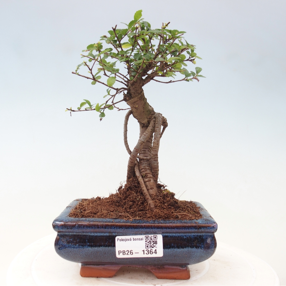 Room bonsai - Ulmus parvifolia - Small-leaved elm