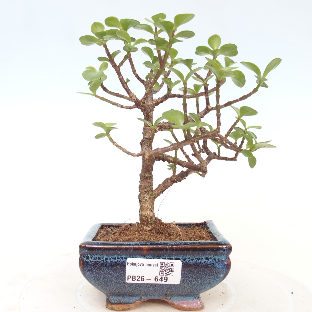 Room bonsai - Portulakaria Afra - Tlustice