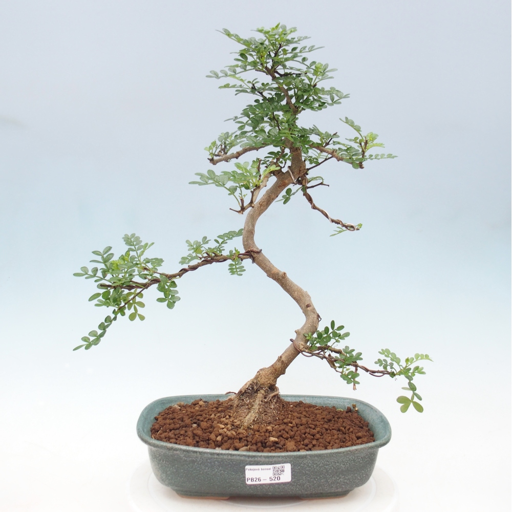 Room bonsai - Zantoxylum piperitum - pepper tree