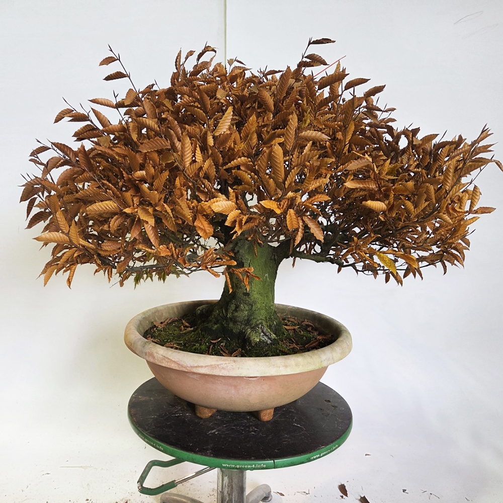 Outdoor bonsai -Fagus crenata