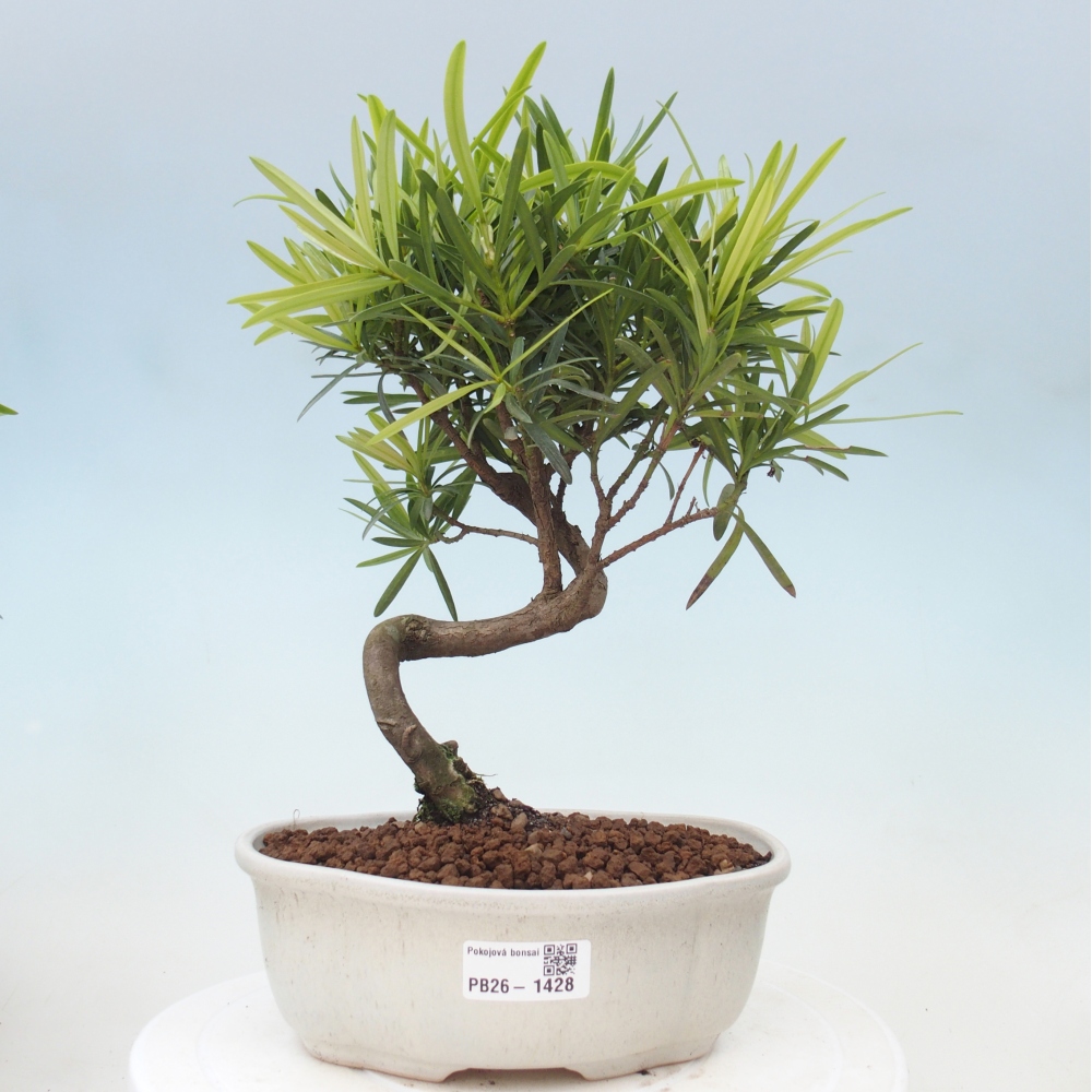 Room bonsai - Podocarpus - Stone Yew