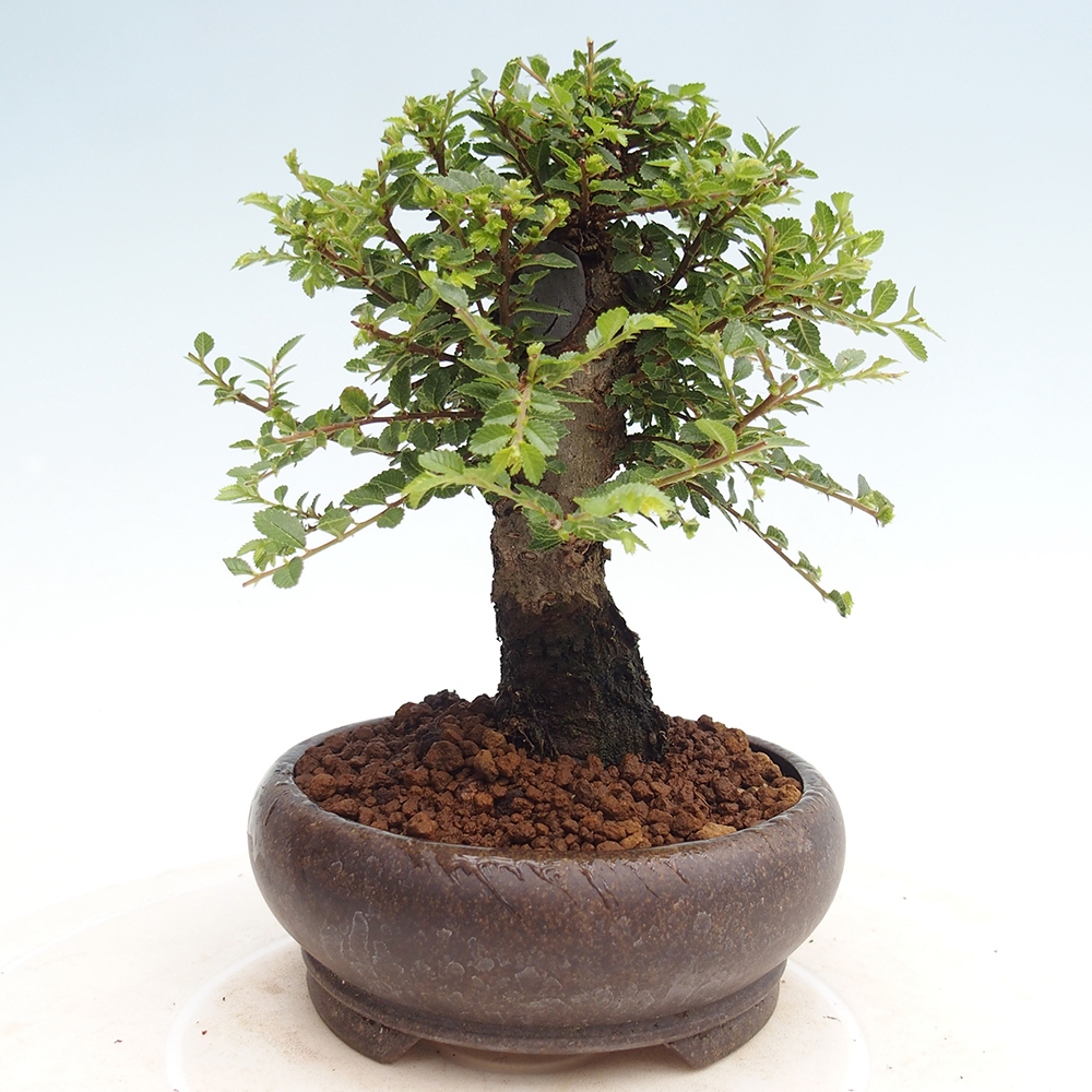 Outdoor bonsai - Ulmus parvifolia Hokkaido - Chinese elm
