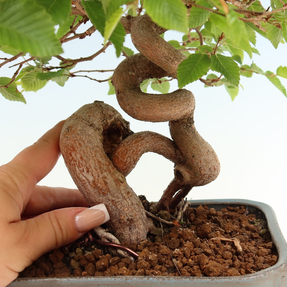 Outdoor bonsai -Carpinus coreana - Korean Hornbeam