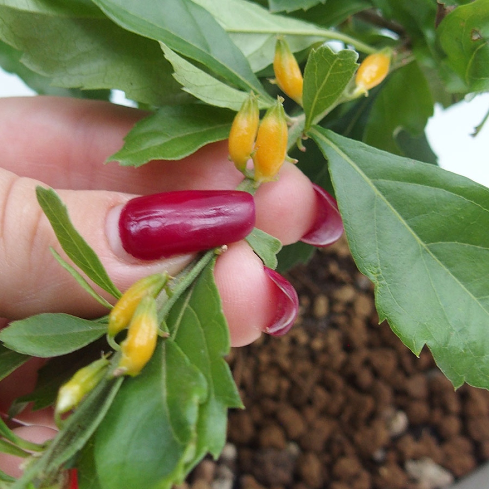 Room bonsai - Duranta repens -Duranta