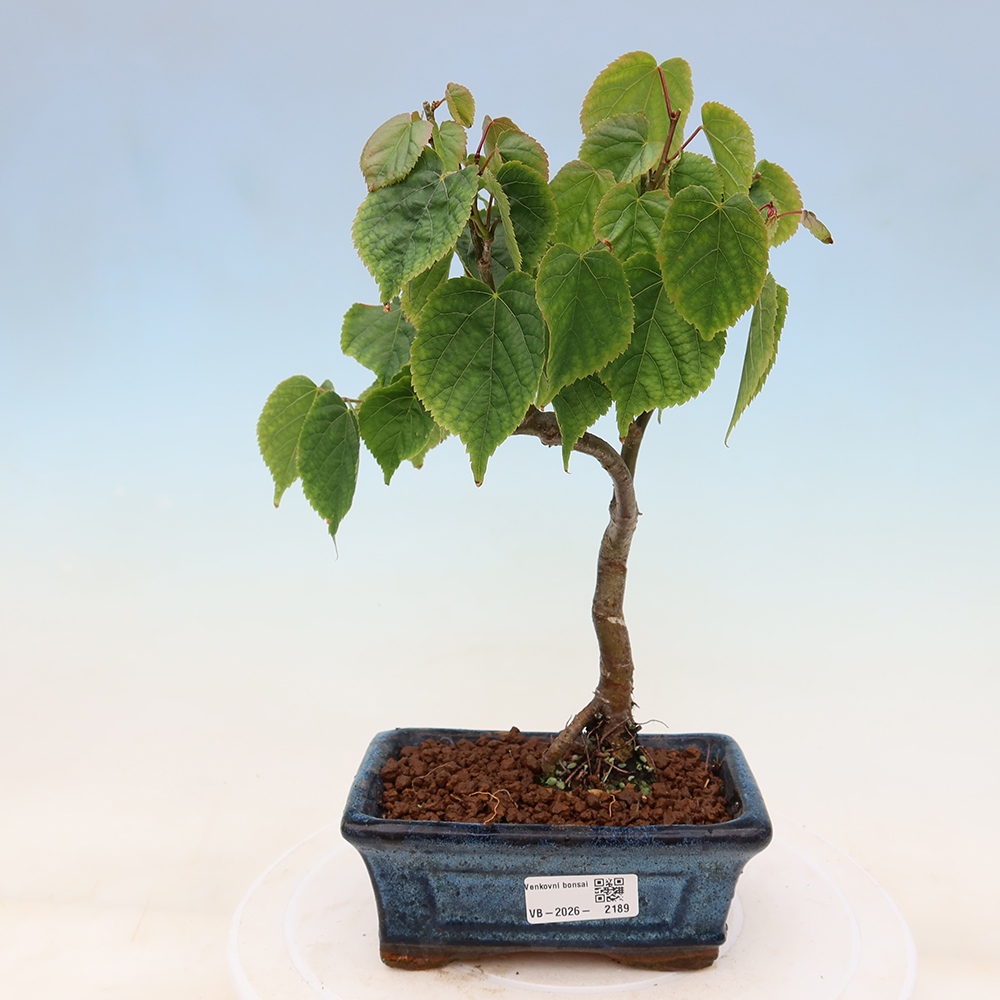 Outdoor Bonsai - Small-leaved Lime - Tilia cordata