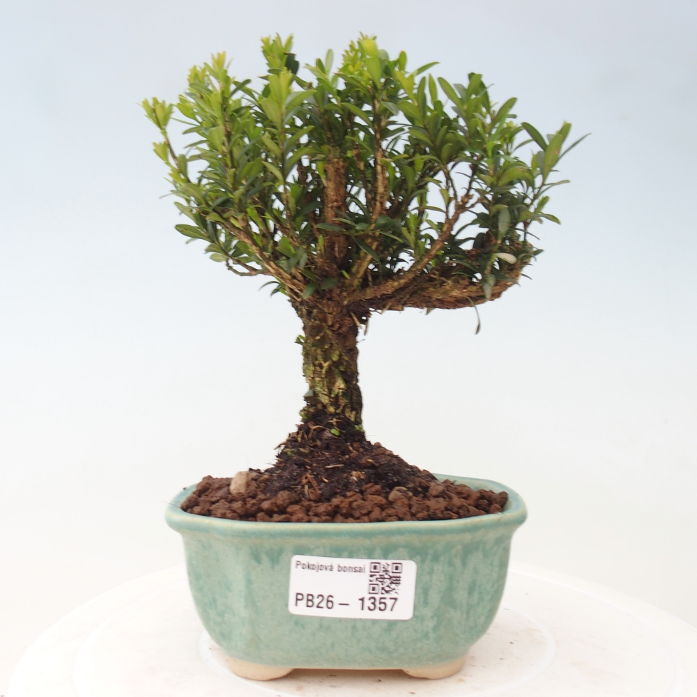 Room bonsai - Buxus harlandii - cork buxus