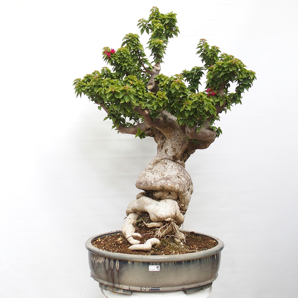 Indoor bonsai - Bouganwilea