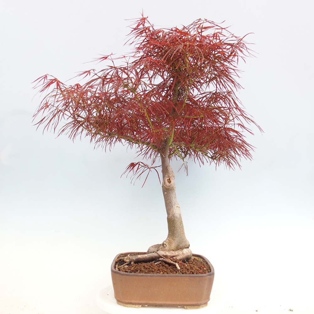 Outdoor bonsai - Acer palmatum RED PYGMY
