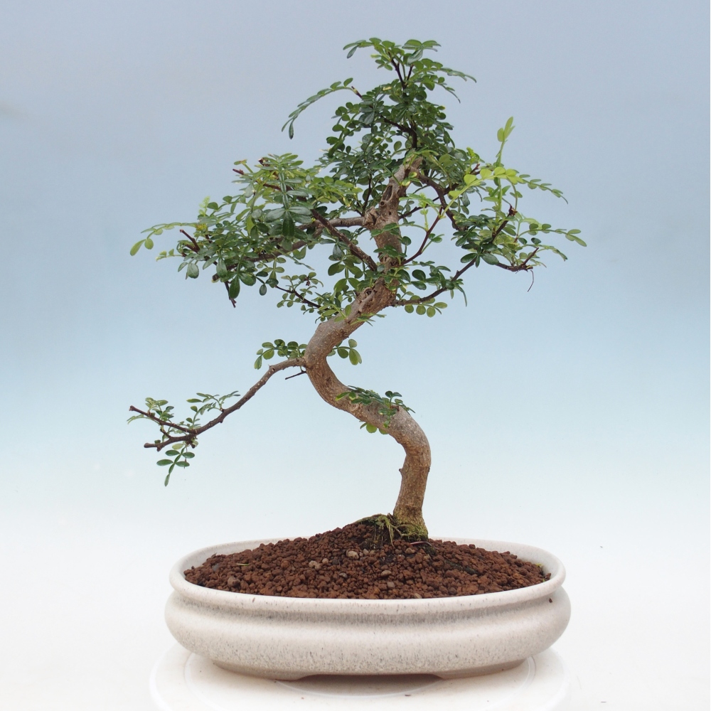 Room bonsai - Zantoxylum piperitum - pepper tree