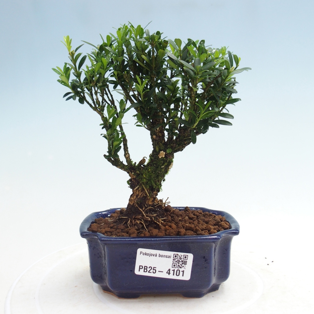 Room bonsai - Buxus harlandii - cork buxus
