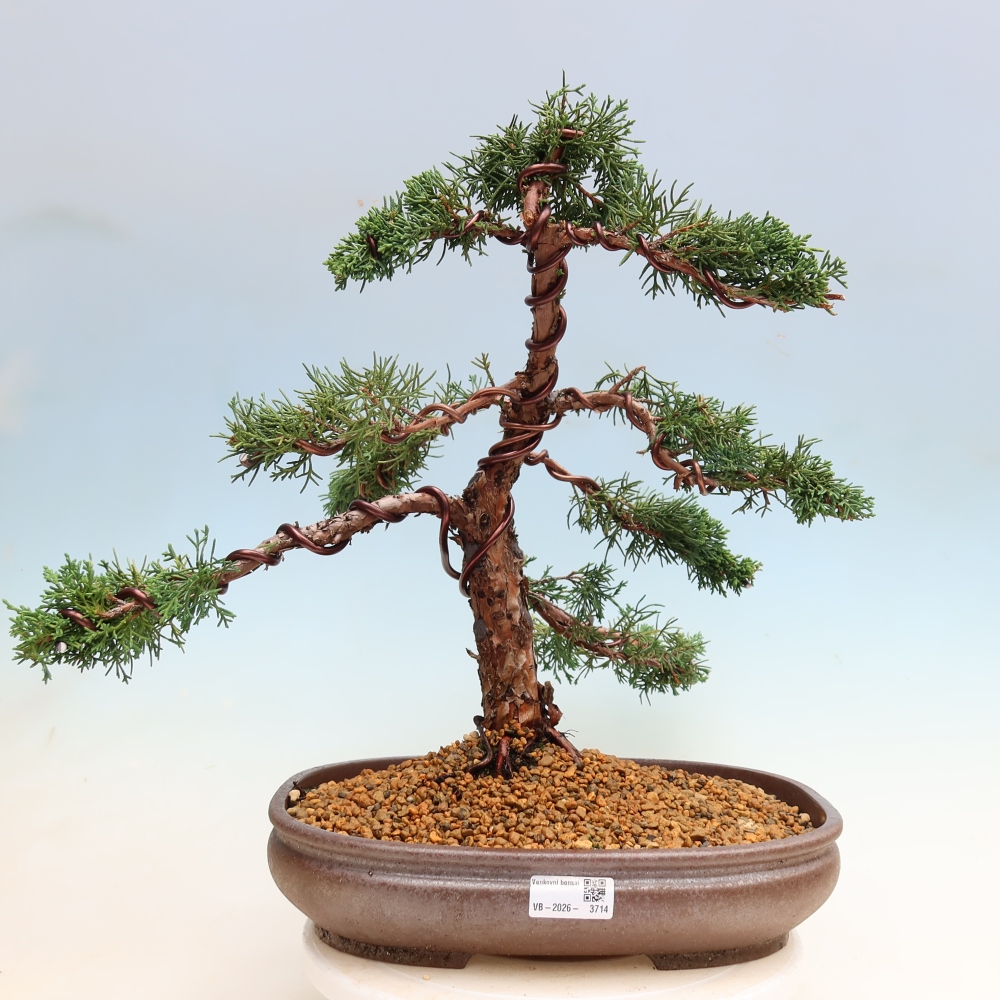 Outdoor bonsai - Juniperus chinensis Kishu