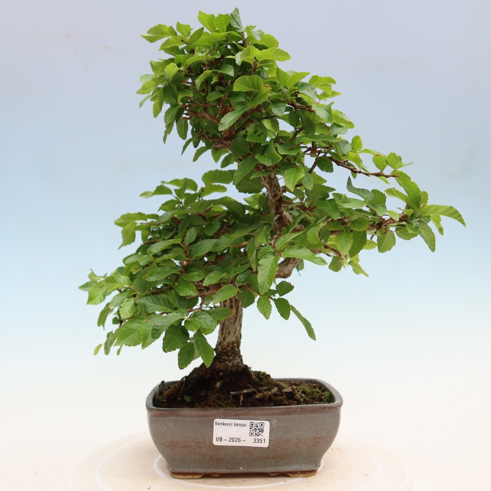 Outdoor bonsai -Carpinus coreana - Korean Hornbeam