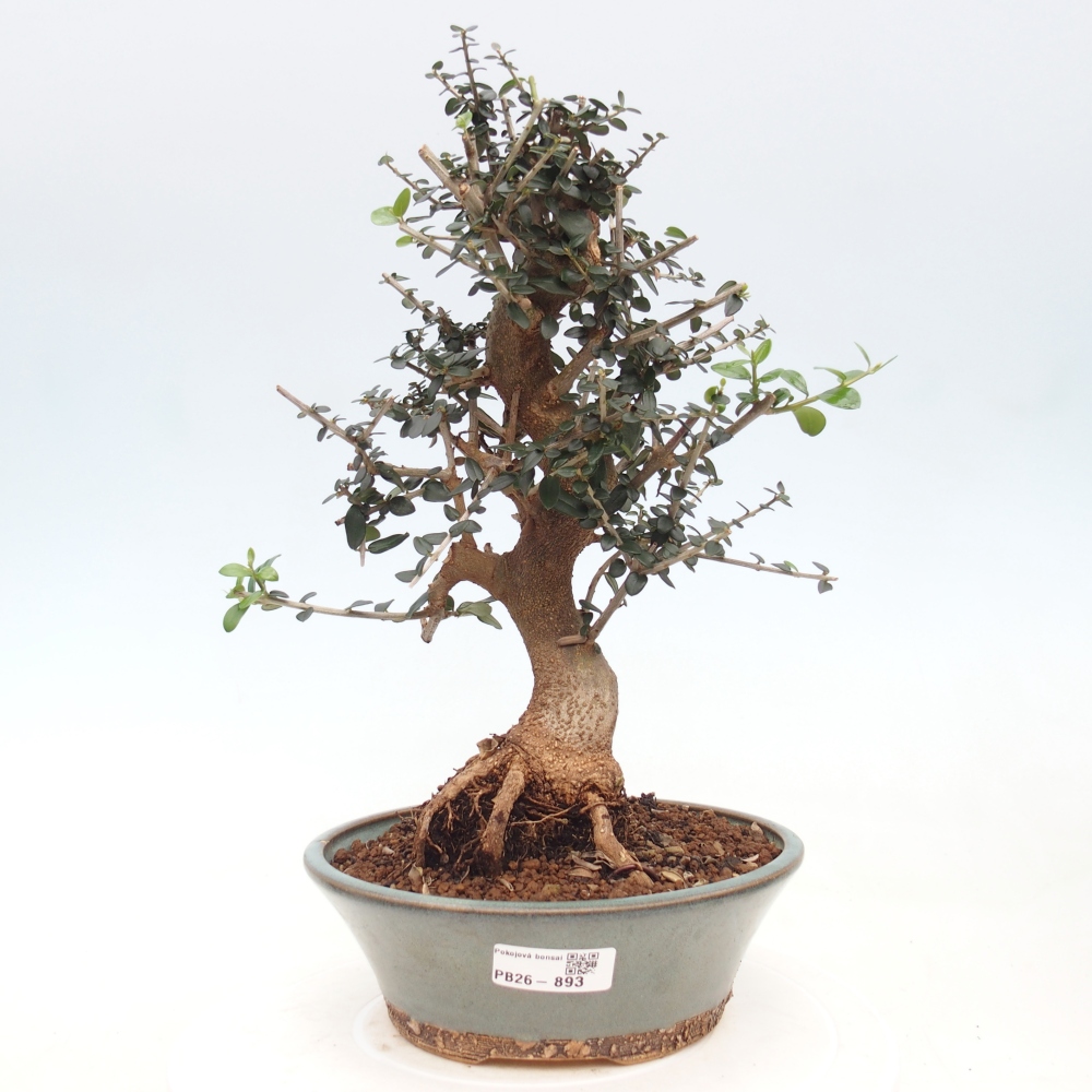 Indoor bonsai - Olea europaea sylvestris