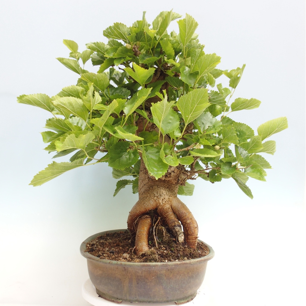 Outdoor bonsai - Morus alba - mulberry