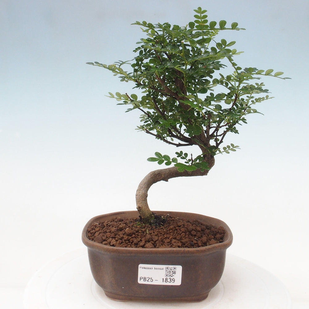 Indoor bonsai - Zantoxylum piperitum - Peppermint
