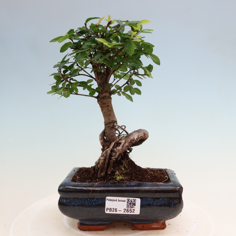 Room bonsai - Ulmus parvifolia - Small-leaved elm