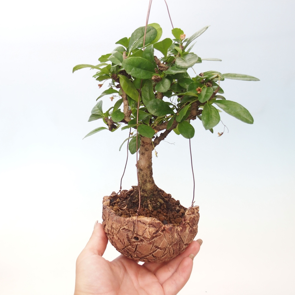 Kokedama in ceramics - Tea-fuki - Carmona macrophylla