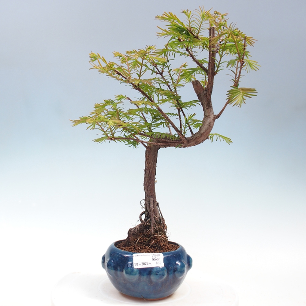 Outdoor bonsai - Metasequoia glyptostroboides - Chinese Metasequoia