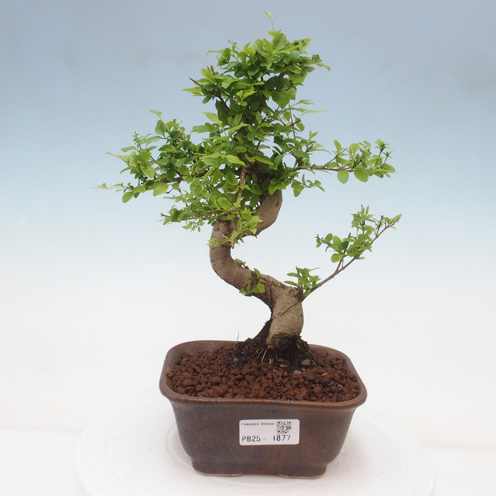Indoor bonsai -Ligustrum chinensis - Bird's beak