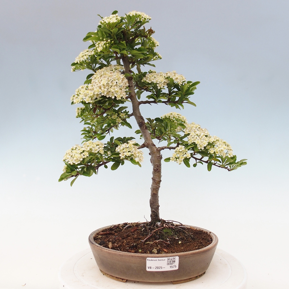 Outdoor Bonsai-Pyracanta Teton -Bakery