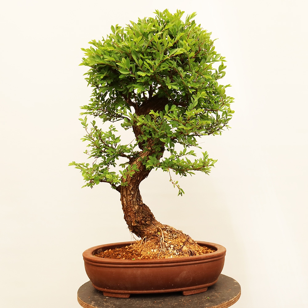 Outdoor bonsai - Zelkova - Zelkova NIRE