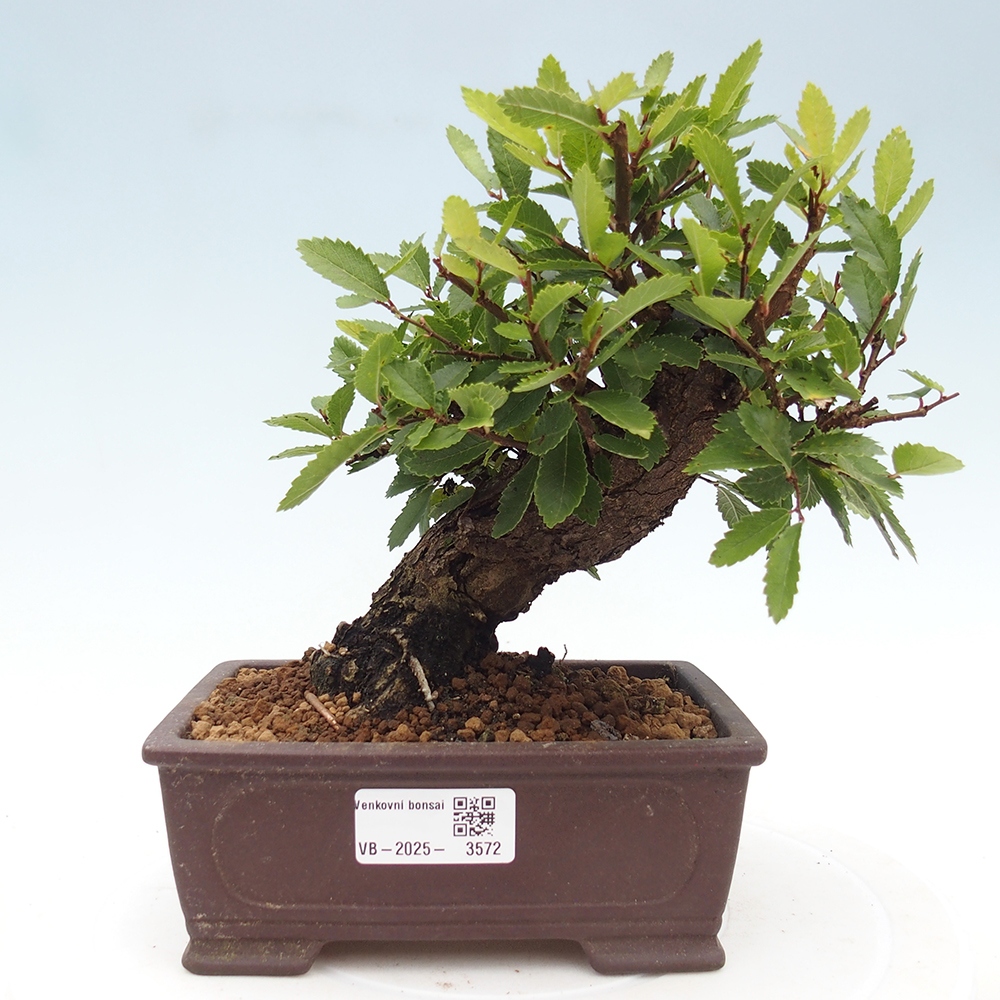 Outdoor bonsai - Zelkova - Zelkova NIRE