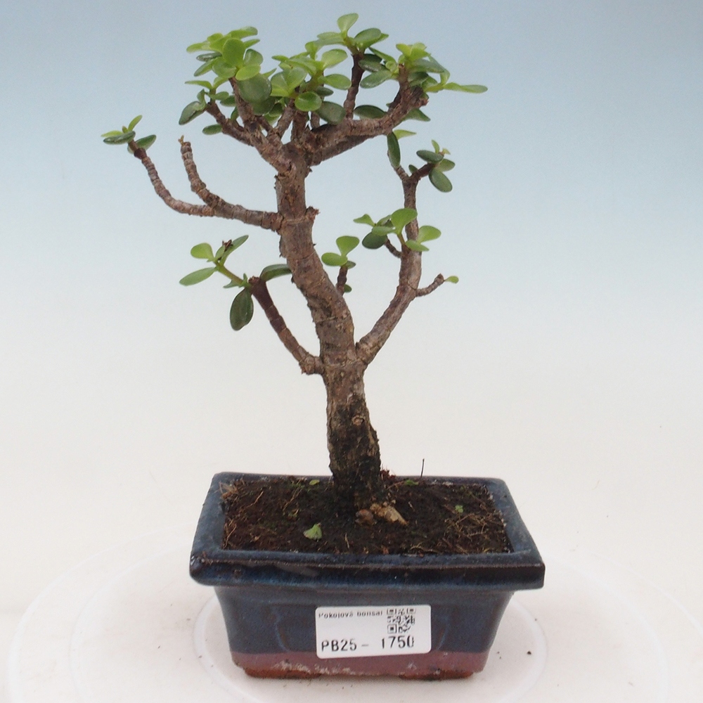 Indoor bonsai - Portulakaria Afra - Tlustice