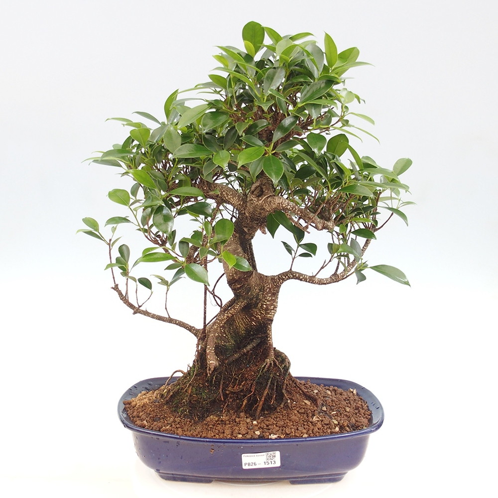 Room bonsai - Ficus kimmen - small-leaved ficus