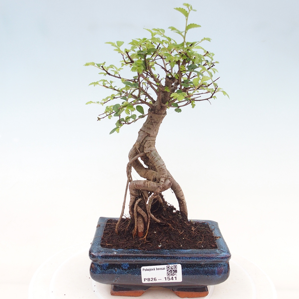 Room bonsai - Ulmus parvifolia - Small-leaved elm