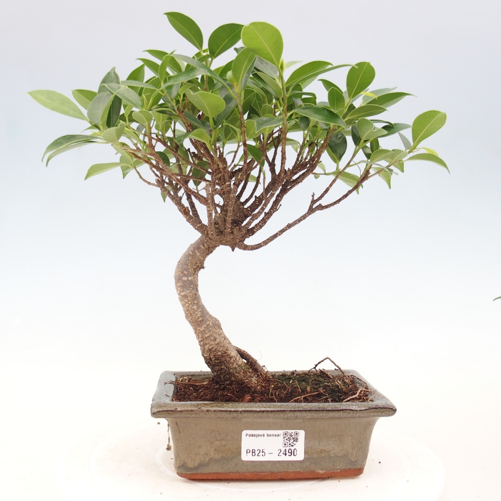 Indoor bonsai - Ficus retusa - small-leaved ficus