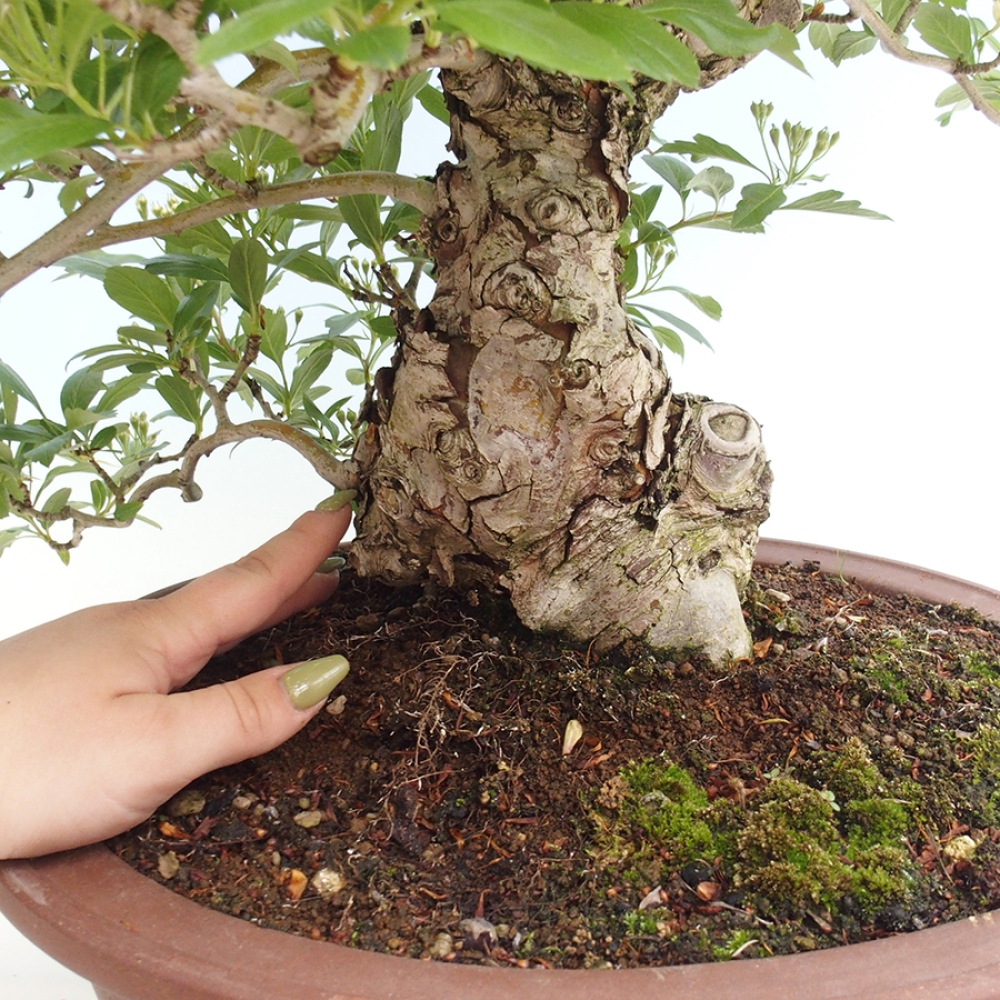 Outdoor bonsai - Hawthorn - Crataegus cuneata