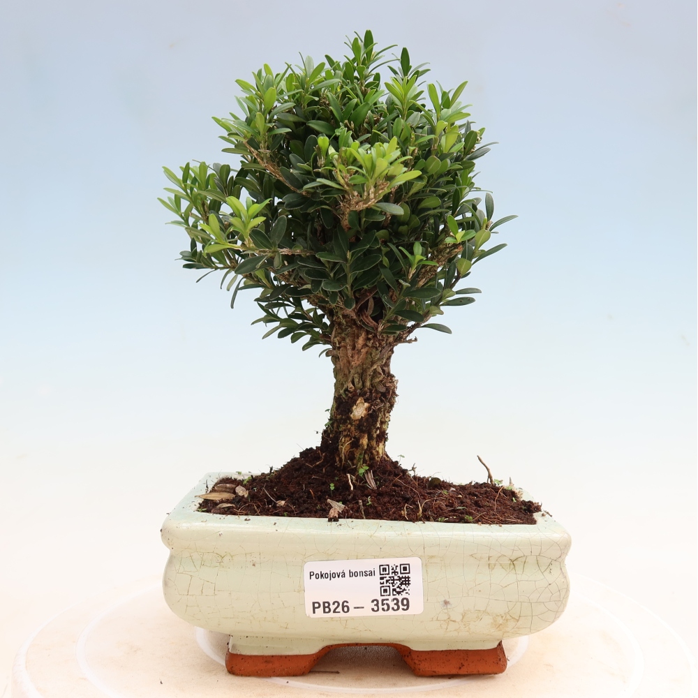 Room bonsai - Buxus harlandii - cork buxus