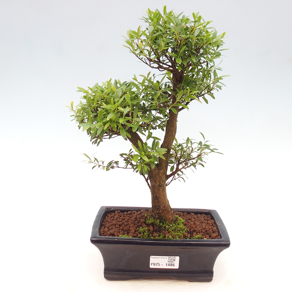 Room bonsai - Syzygium - Pimentovník