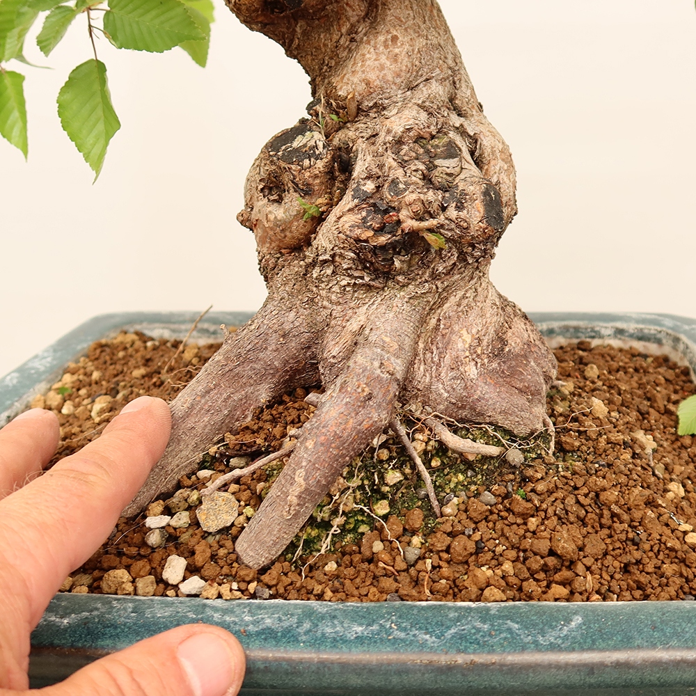 Outdoor bonsai - Carpinus Coreana - Korean hornbeam