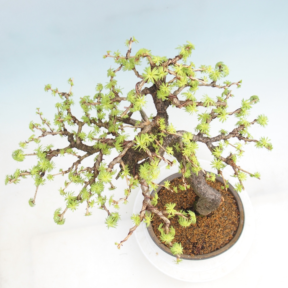 Outdoor bonsai -Larix decidua - Larch