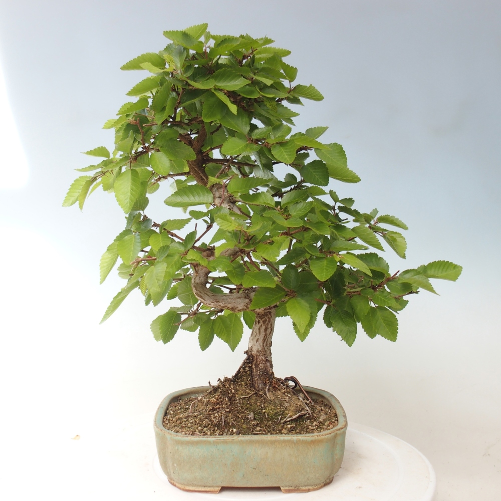 Outdoor bonsai -Carpinus CARPINOIDES - Korean Hornbeam