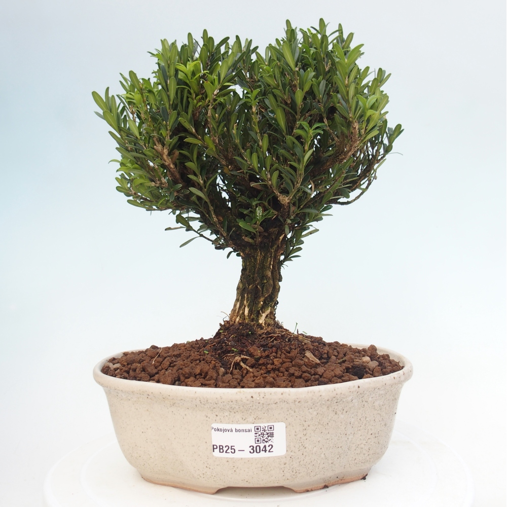 Indoor bonsai - Buxus harlandii - Cork boxwood