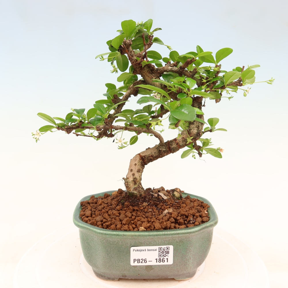 Room bonsai - Carmona macrophylla - Tea fuki