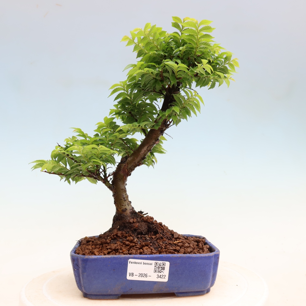 Outdoor Bonsai - Ulmus Jacqueline Hillier - European White Elm