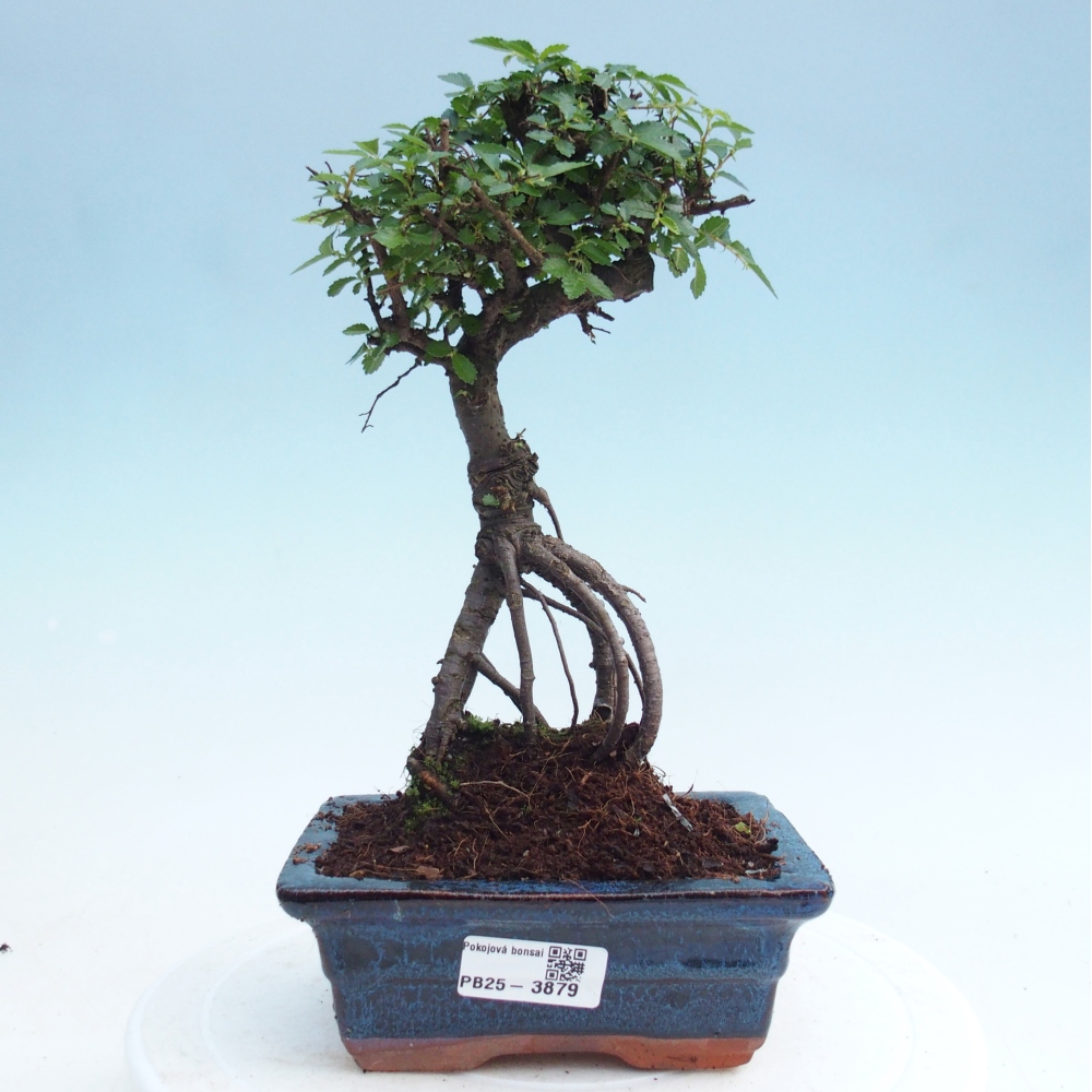 Room bonsai - Ulmus parvifolia - Small-leaved elm