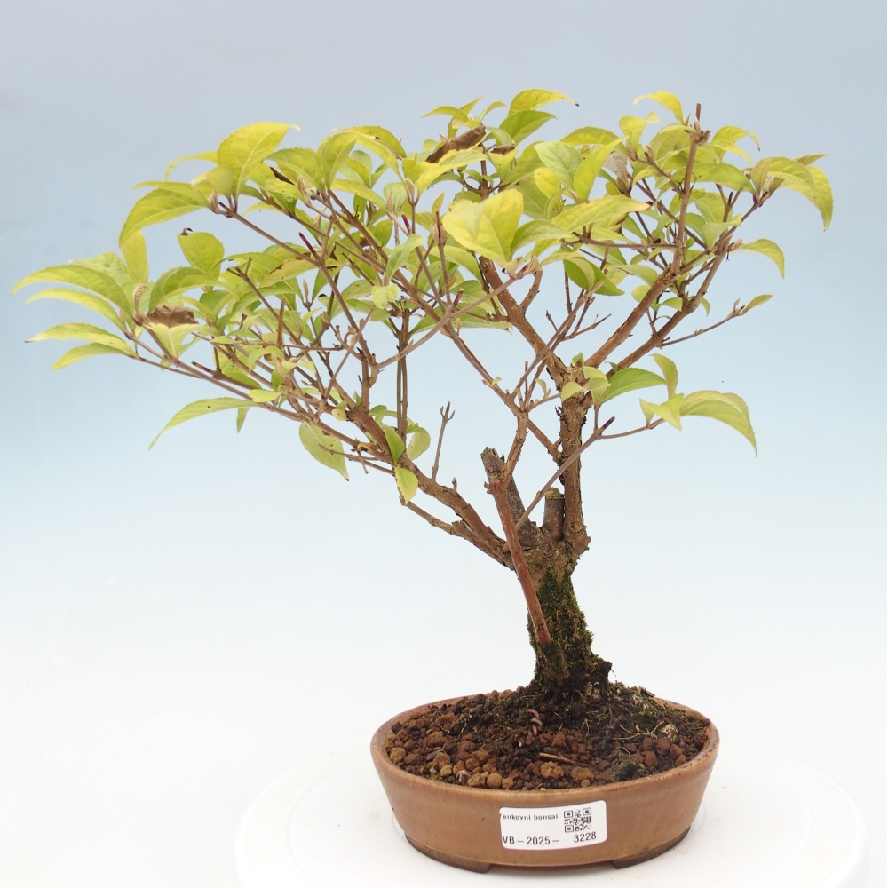Outdoor bonsai - callicarpa jap Leucocarpa