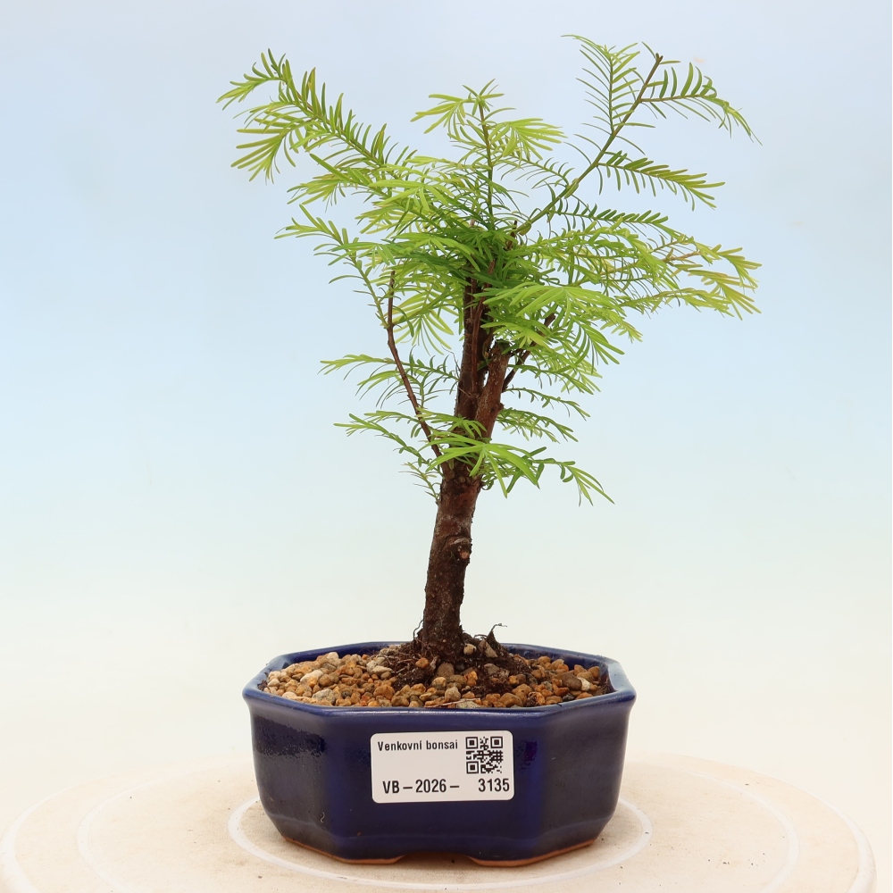 Outdoor bonsai - Metasequoia glyptostroboides - Chinese Metasequoia