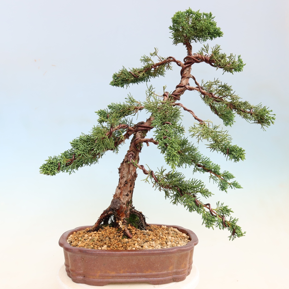 Outdoor bonsai - Juniperus chinensis Kishu