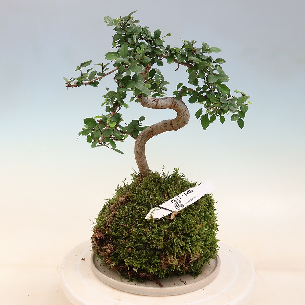 Kokedama with a saucer - Ulmus parvifolia - small-leaved elm