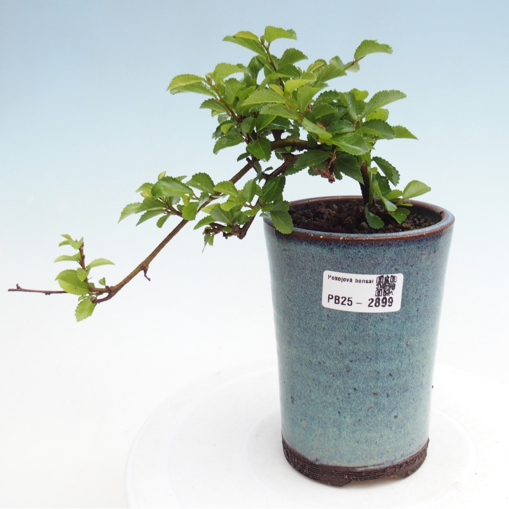 Indoor bonsai - Grewia occidentalis - Lavender star