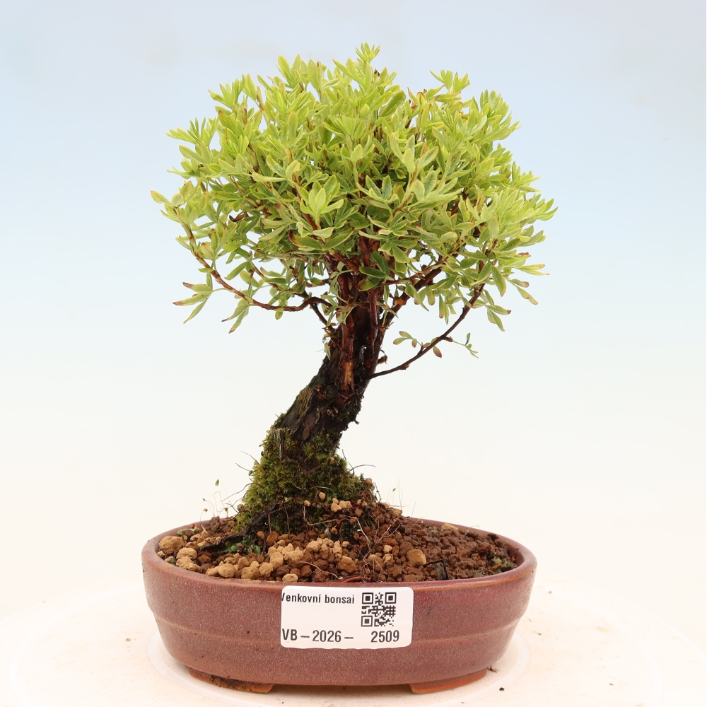 Outdoor bonsai - Potentila fruticosa