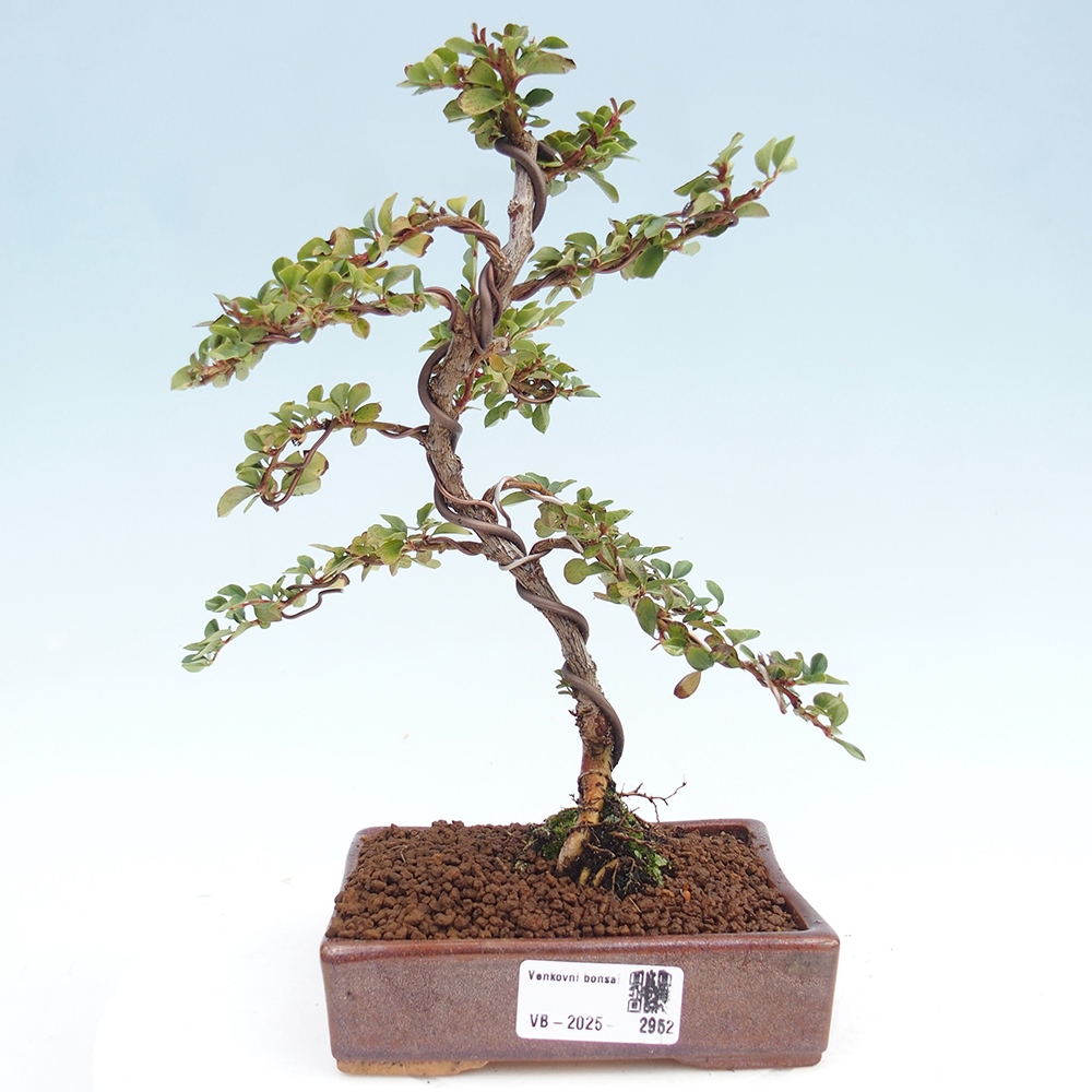 Outdoor bonsai - Cotoneaster horizontalis - Rock tree