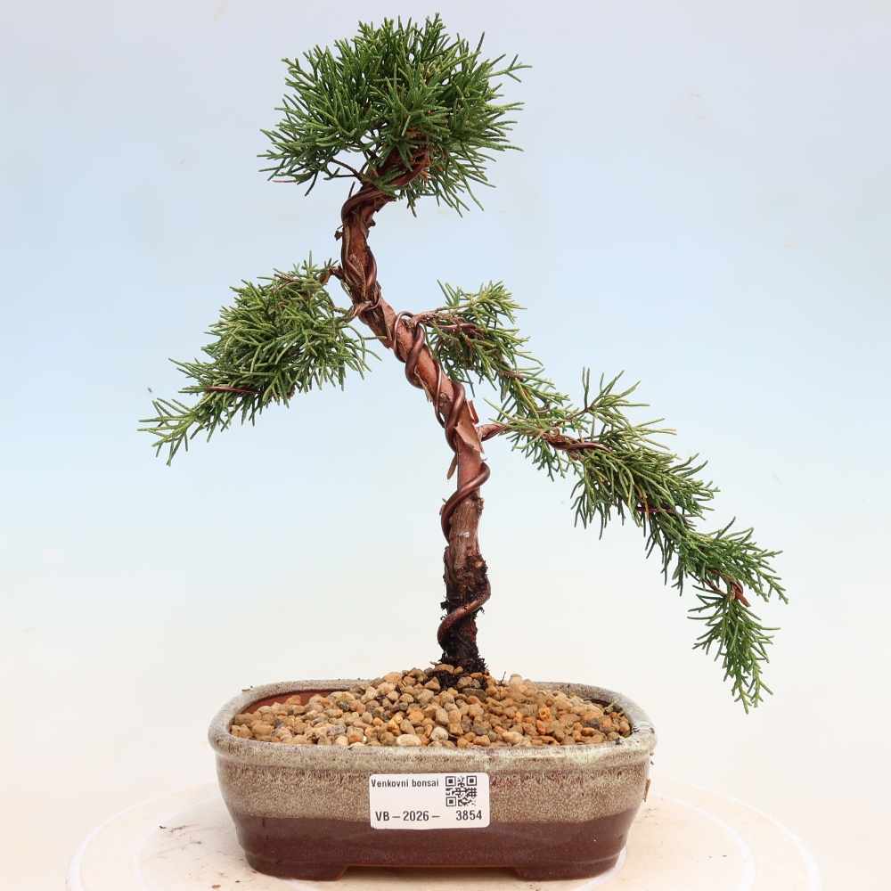 Outdoor bonsai - Juniperus chinensis Kishu
