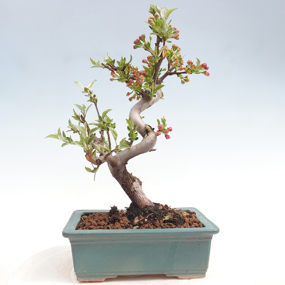 Outdoor bonsai - Malus sargentii - Small-fruited apple tree